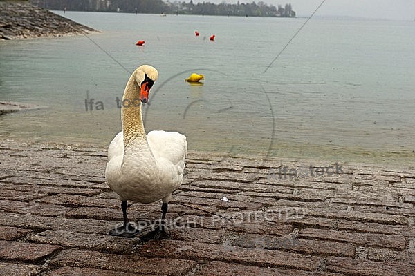 Swan on the Lake Constance in Germany