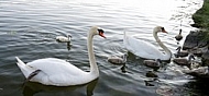 Swan on the lake