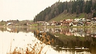 Swan on the lake