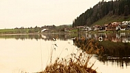 Swan on the lake