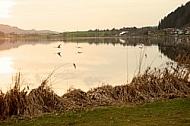 Swan on the lake