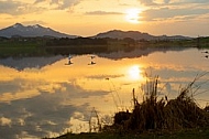 Swan on the lake