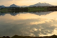 Swan on the lake