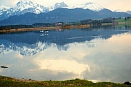 Swan on the lake