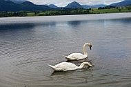 Swan on the lake