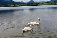 Swan on the lake