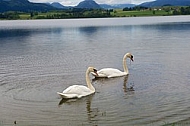 Swan on the lake