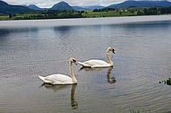 Swan on the lake