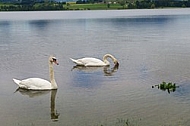 Swan on the lake