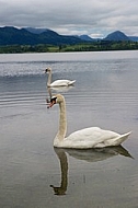 Swan on the lake