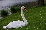 Swan on the lake