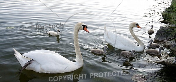 Swan on the lake