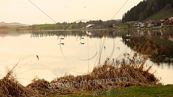 Swan on the lake