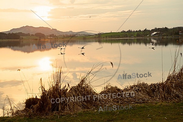 Swan on the lake