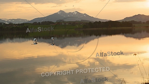 Swan on the lake