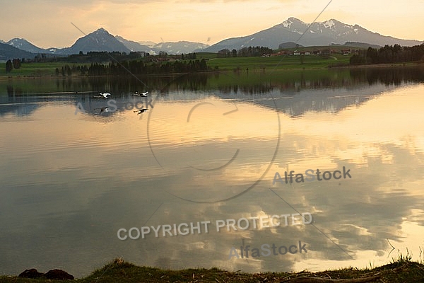 Swan on the lake