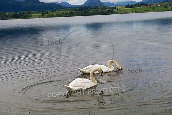 Swan on the lake