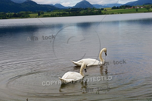 Swan on the lake