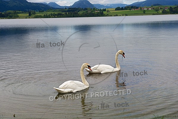 Swan on the lake