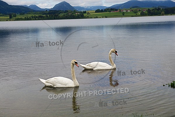 Swan on the lake