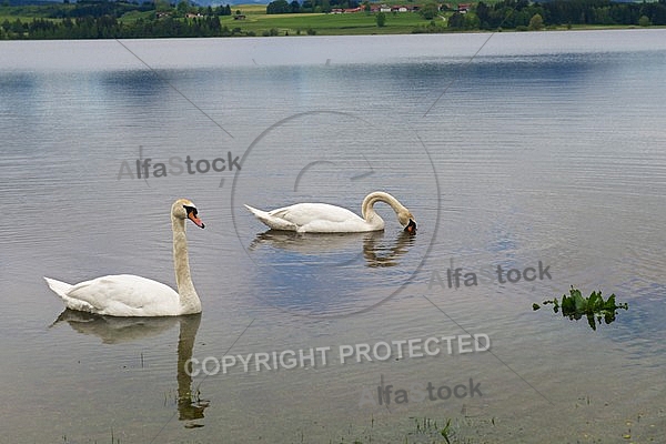 Swan on the lake