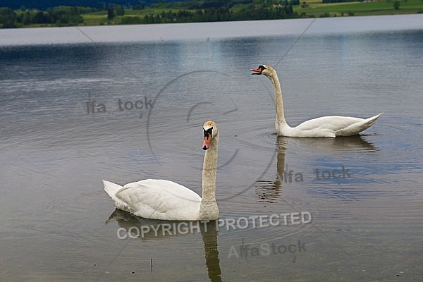 Swan on the lake