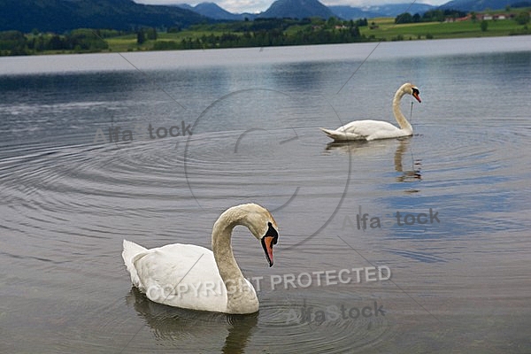 Swan on the lake