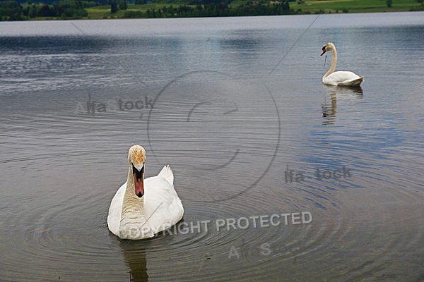 Swan on the lake