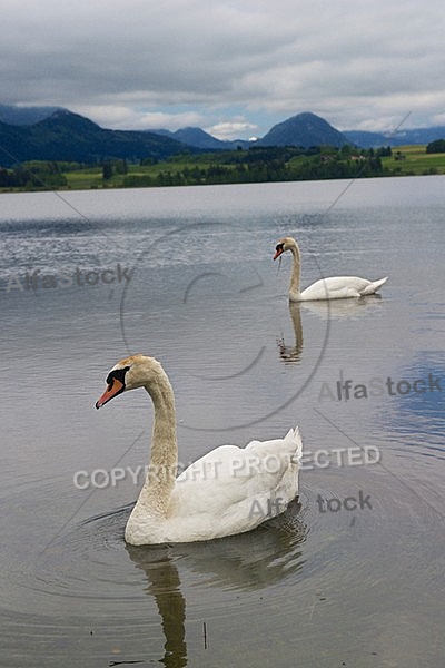 Swan on the lake