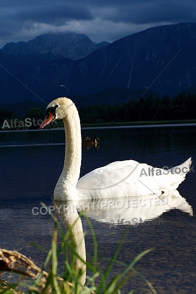 Swan