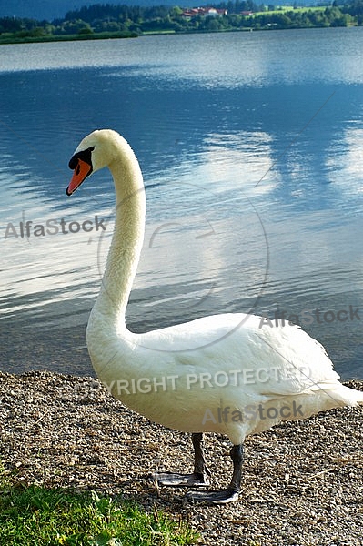 Swan