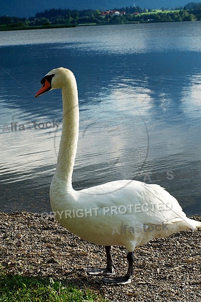 Swan