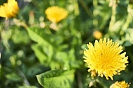 Taraxacum officinale, common dandelion