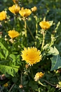 Taraxacum officinale, common dandelion