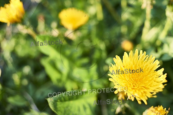 Taraxacum officinale, common dandelion