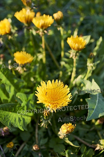 Taraxacum officinale, common dandelion