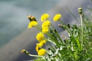 Taraxacum officinale