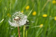 Taraxacum officinale