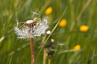 Taraxacum officinale