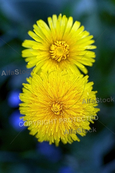 Taraxacum officinale