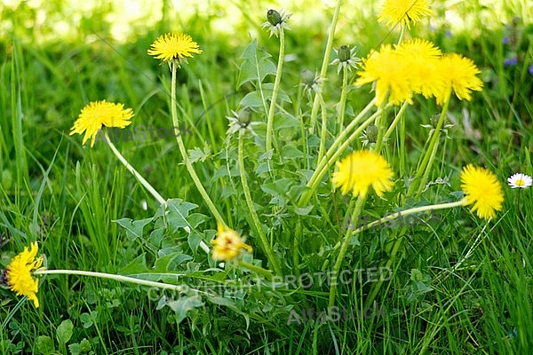 Taraxacum officinale