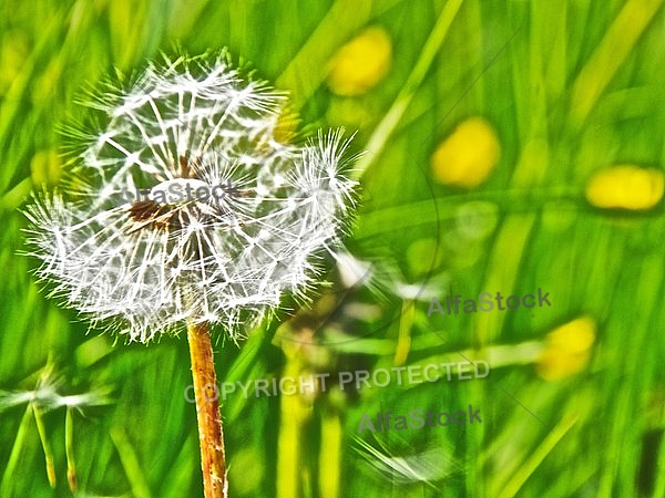 Taraxacum officinale