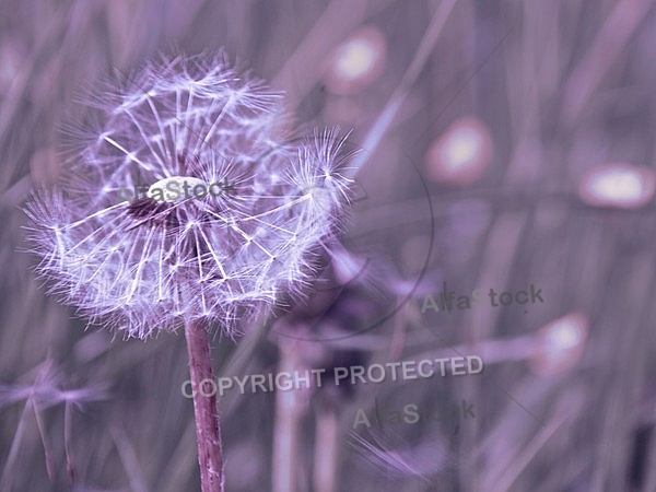 Taraxacum officinale