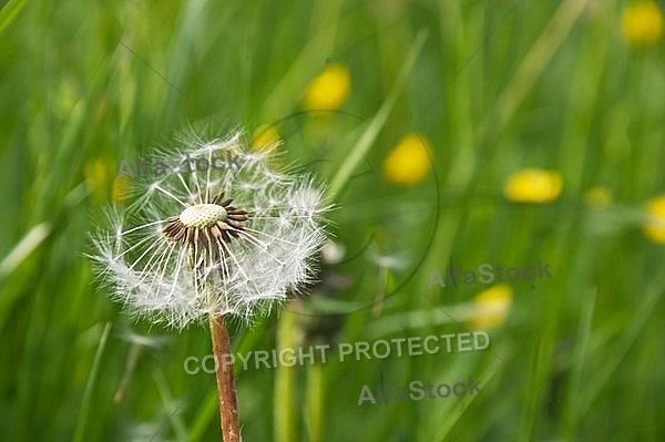 Taraxacum officinale