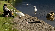 The fisherman and the swan