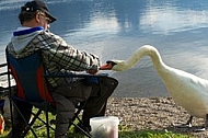 The fisherman and the swan