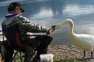 The fisherman and the swan