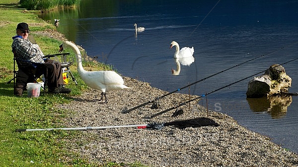 The fisherman and the swan