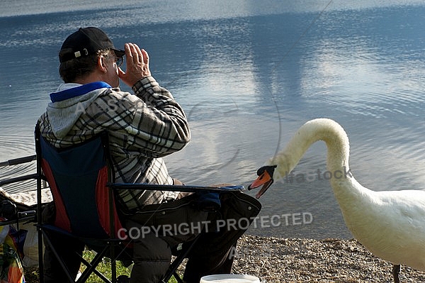 The fisherman and the swan