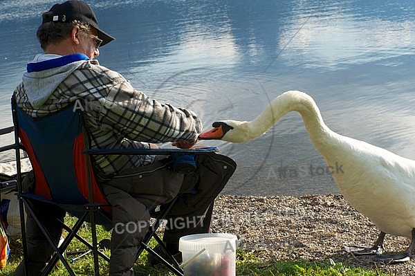 The fisherman and the swan